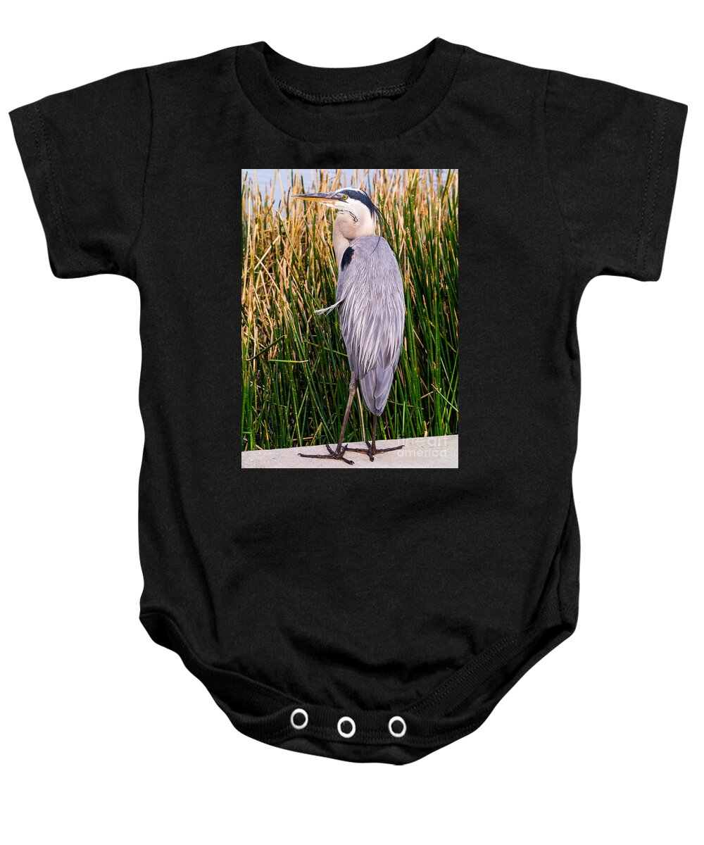 2013 Baby Onesie featuring the photograph Great Blue Heron by Edward Fielding