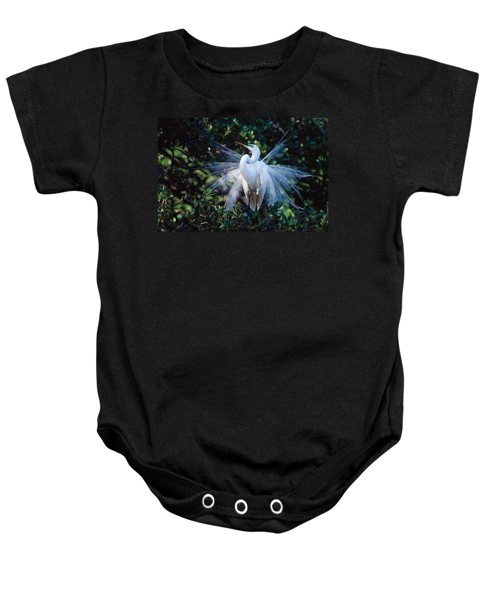 Great Egret Baby Onesie featuring the photograph Great Egret displaying plumes by Bradford Martin