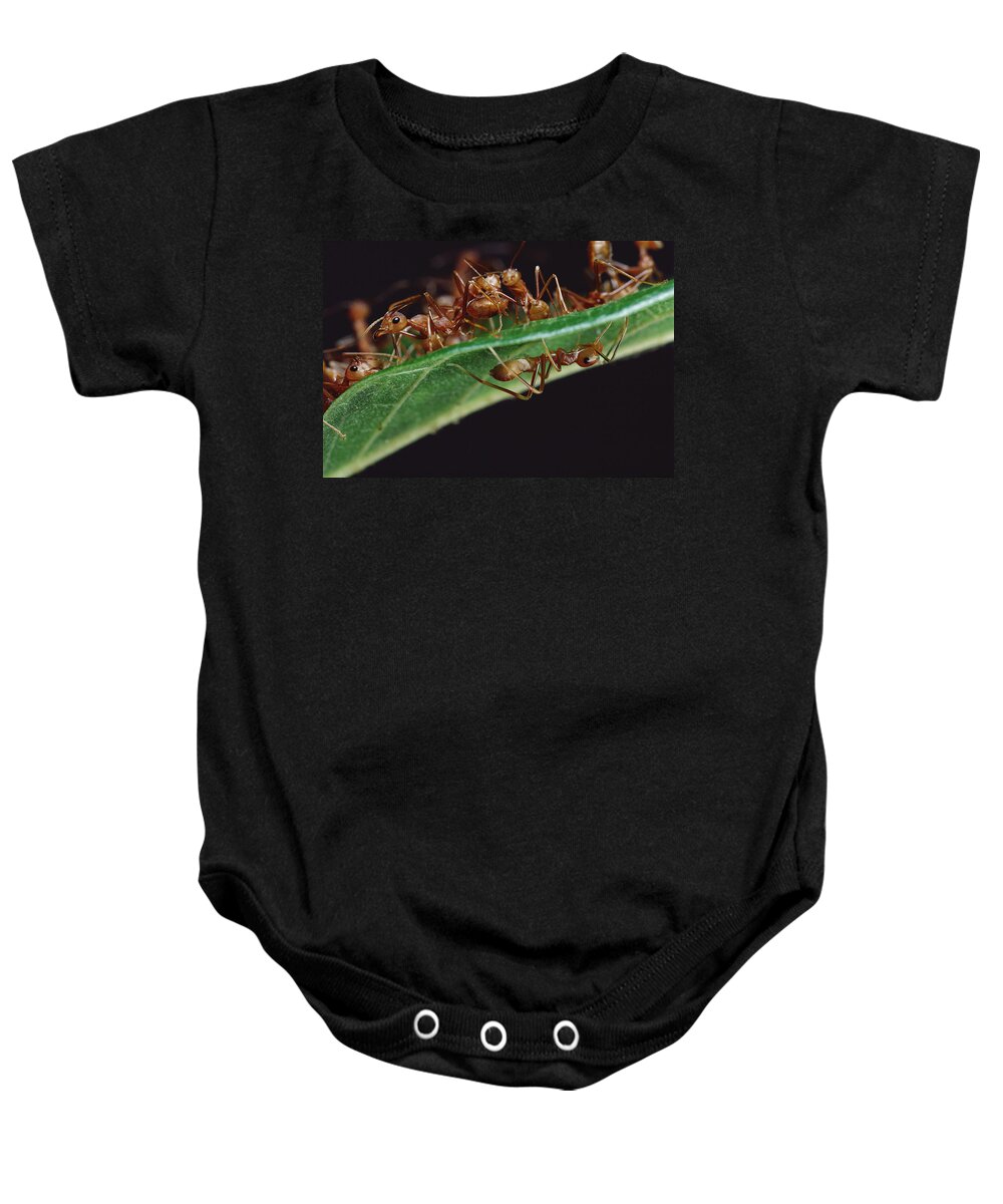 Feb0514 Baby Onesie featuring the photograph Green Tree Ants On Leaf by Mark Moffett