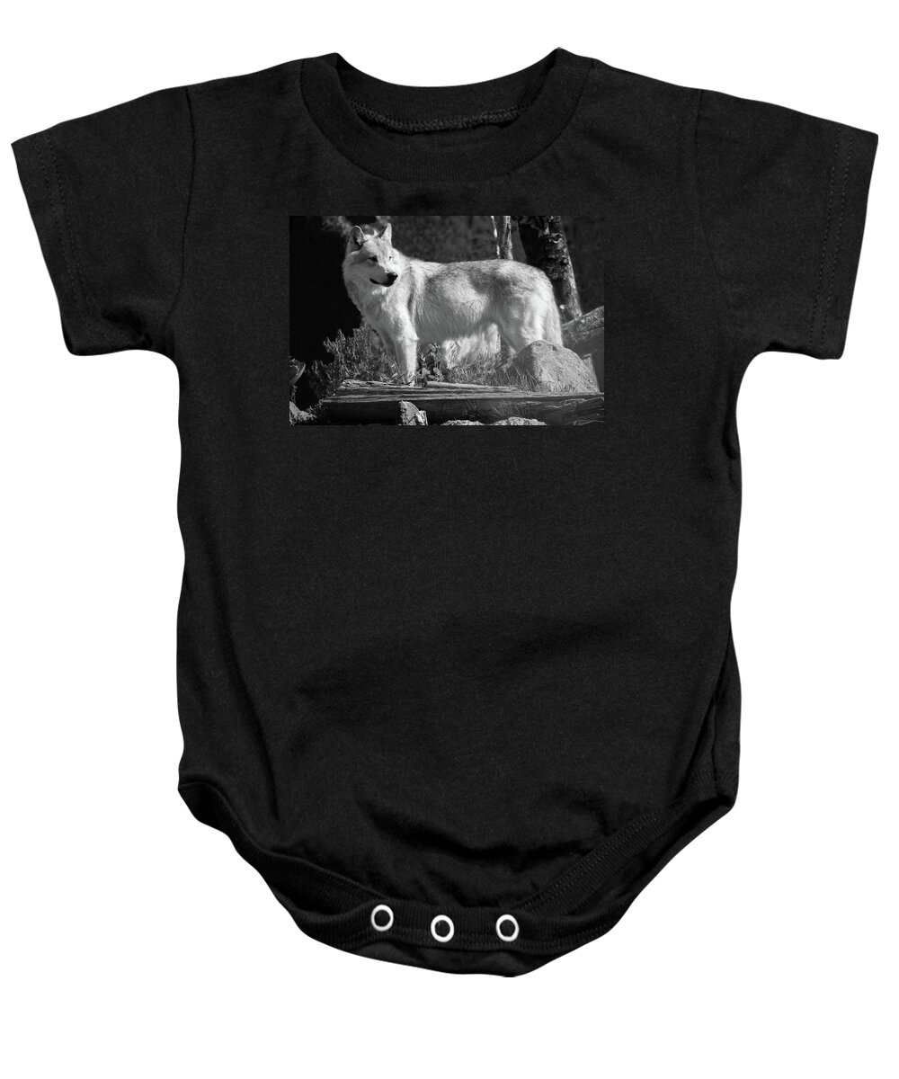 Wolf Baby Onesie featuring the photograph North American Wolf by Aidan Moran