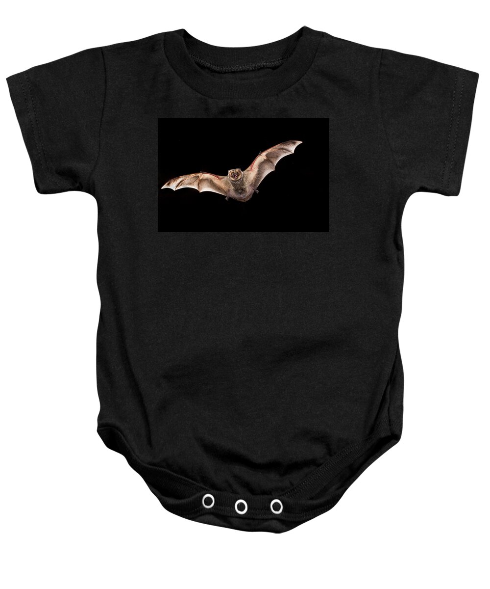 Feb0514 Baby Onesie featuring the photograph Hoary Bat Male Georgia by Michael Durham