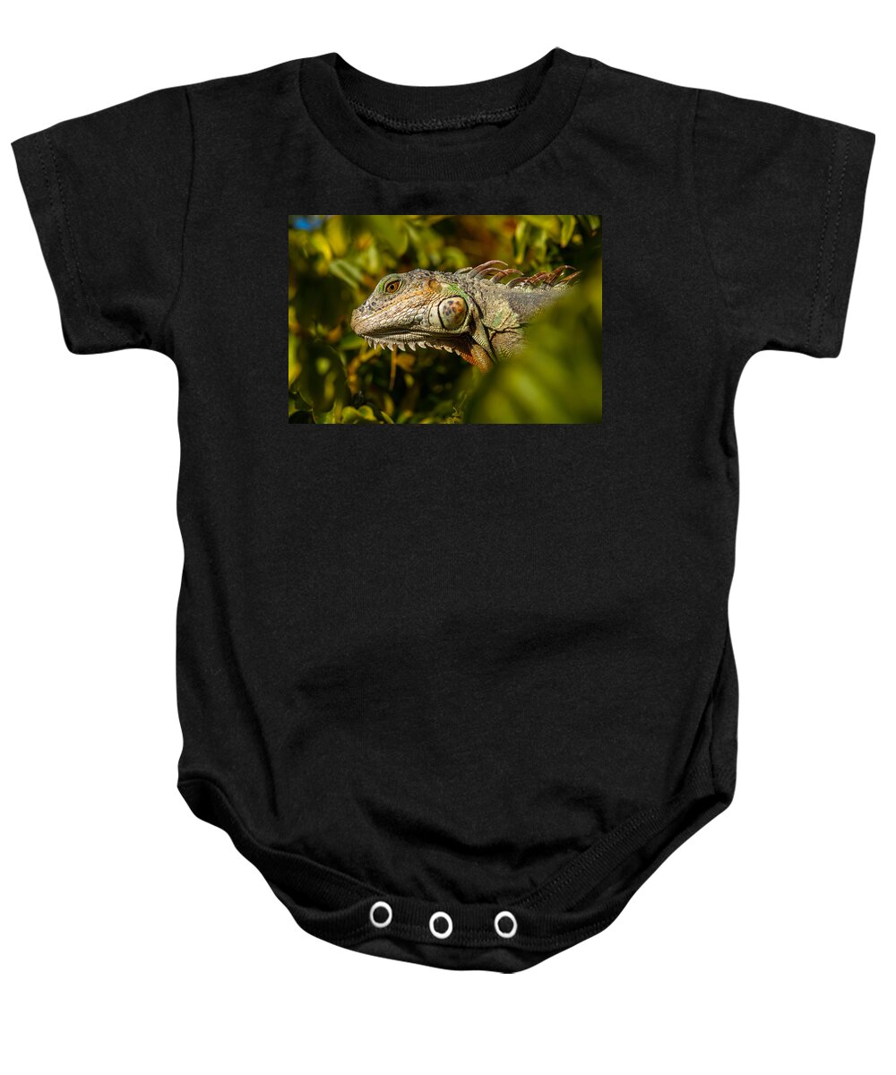Arboreal Baby Onesie featuring the photograph Iguana Colors by Ed Gleichman