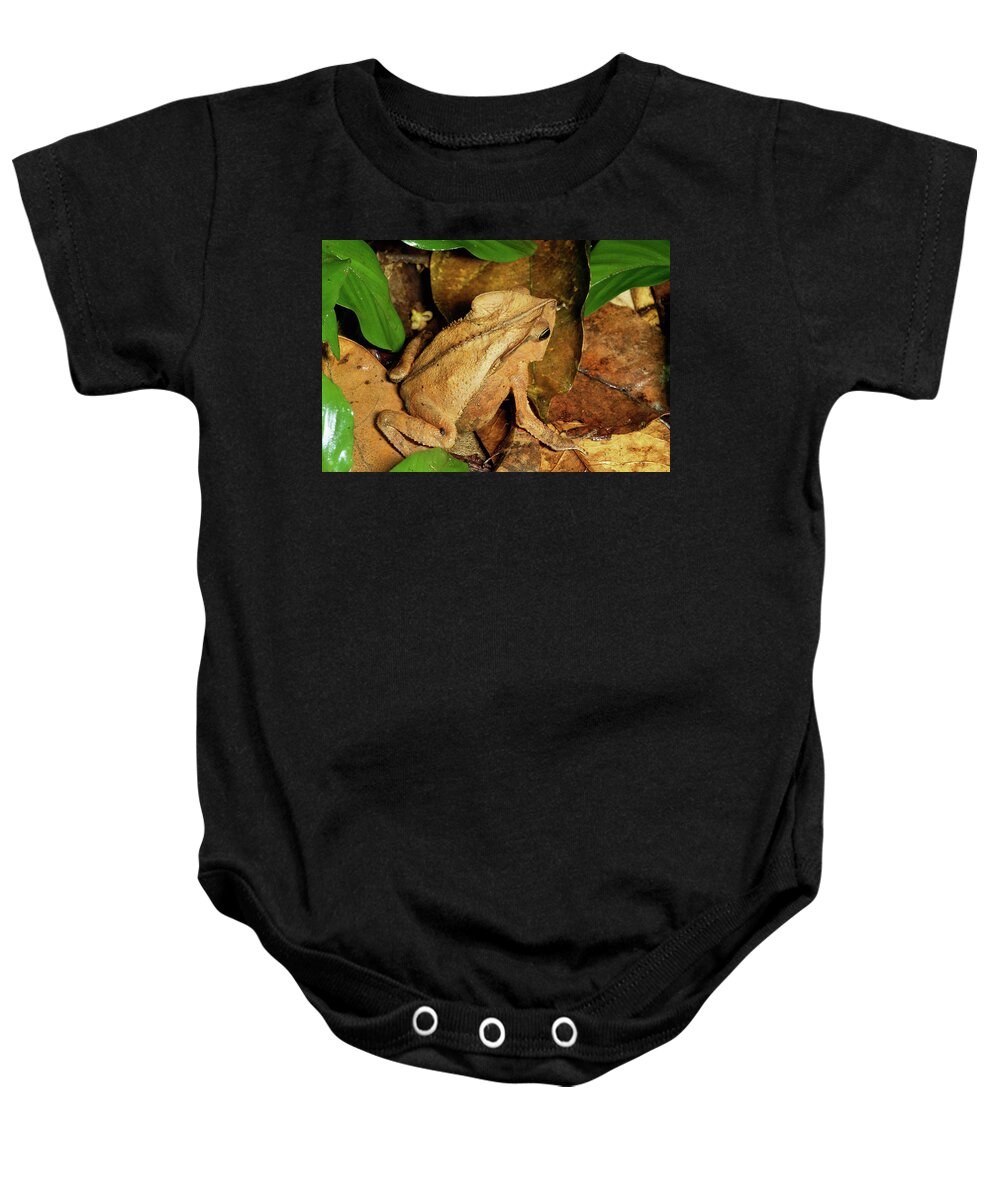 00511669 Baby Onesie featuring the photograph Leaf Litter Toad Bufo Typhonius by Michael and Patricia Fogden