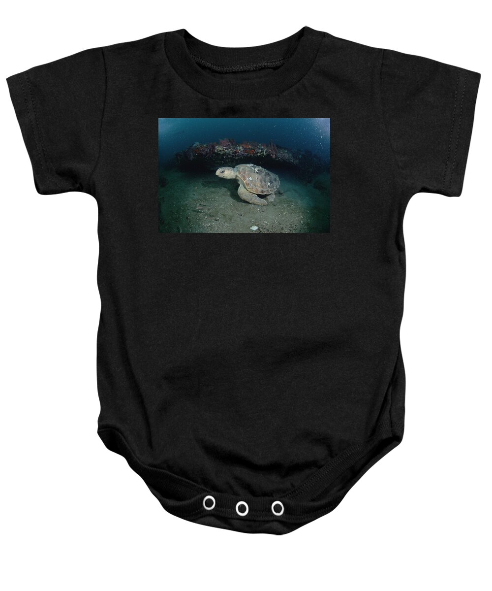 Feb0514 Baby Onesie featuring the photograph Loggerhead Sea Turtle Greys Reef Nms by Flip Nicklin