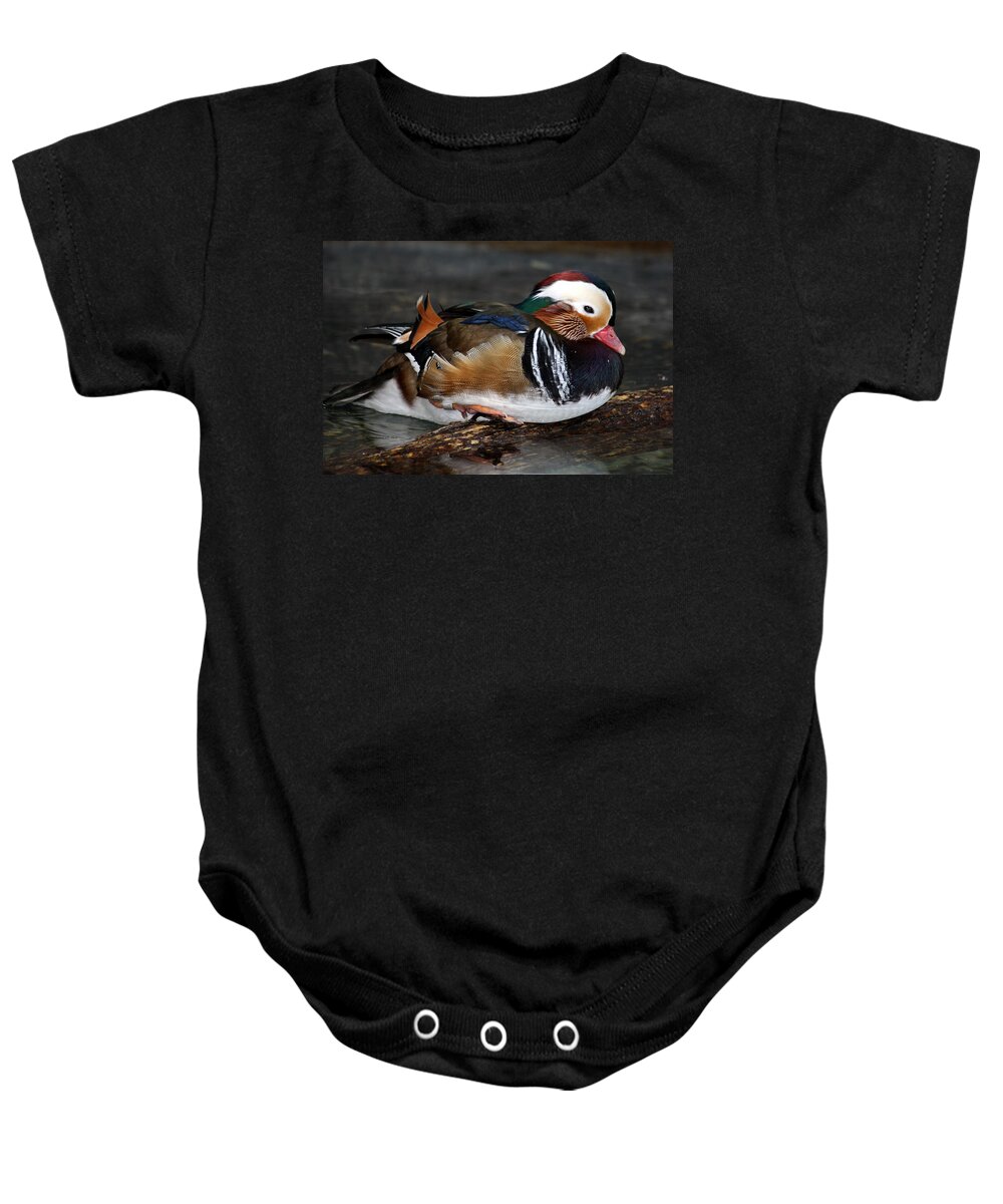 Colorful Plumage Baby Onesie featuring the photograph Mandarin Duck by Suzanne Stout