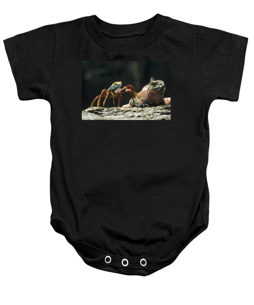 Feb0514 Baby Onesie featuring the photograph Marine Iguana And Sally Lightfoot Crab by Tui De Roy