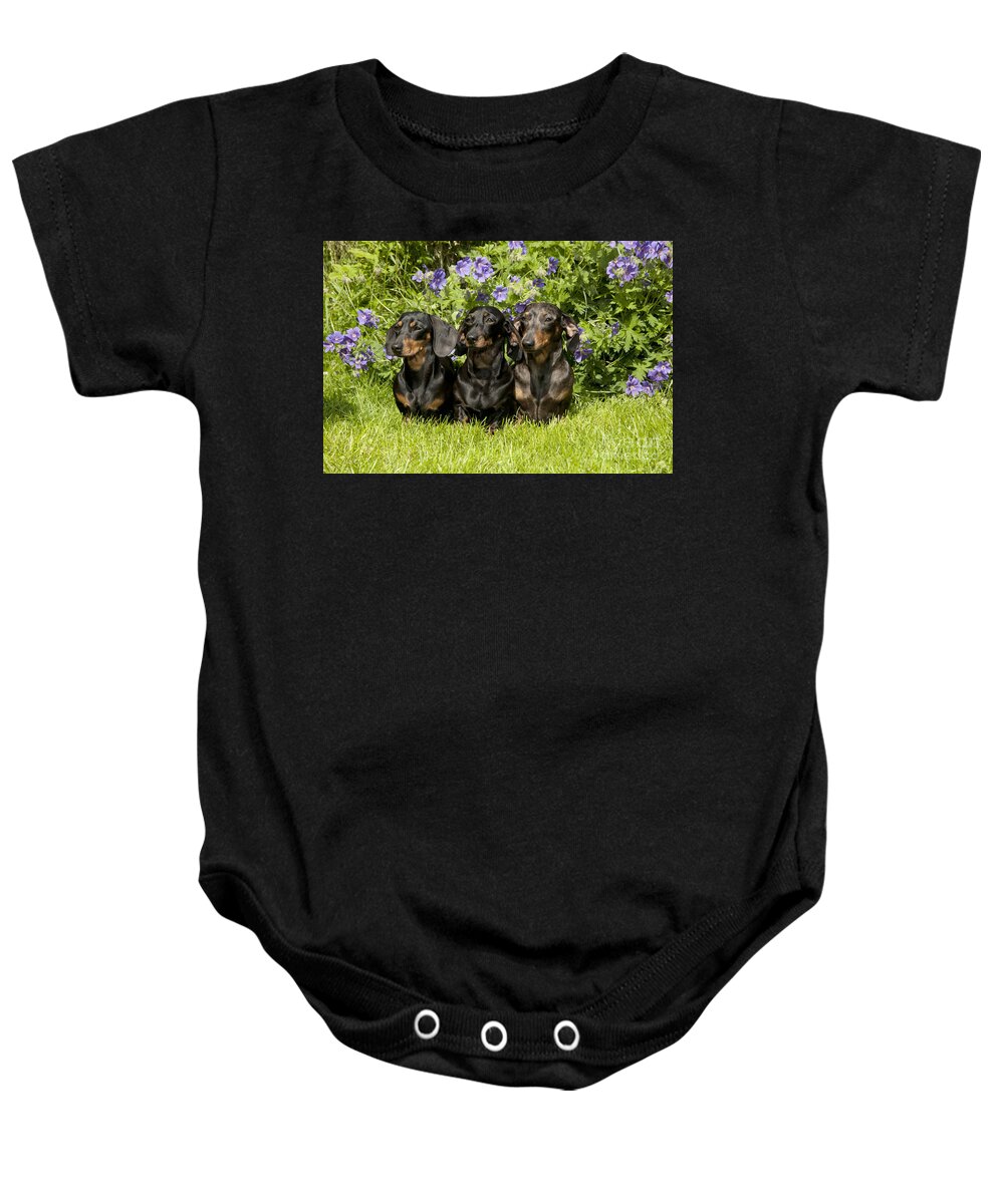 Dachshund Baby Onesie featuring the photograph Miniature Short-haired Dachshunds by John Daniels
