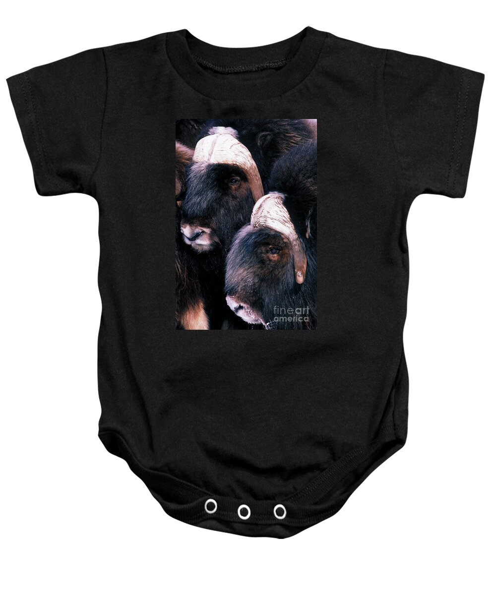 Musk Oxen Baby Onesie featuring the photograph Musk Oxen by Art Wolfe