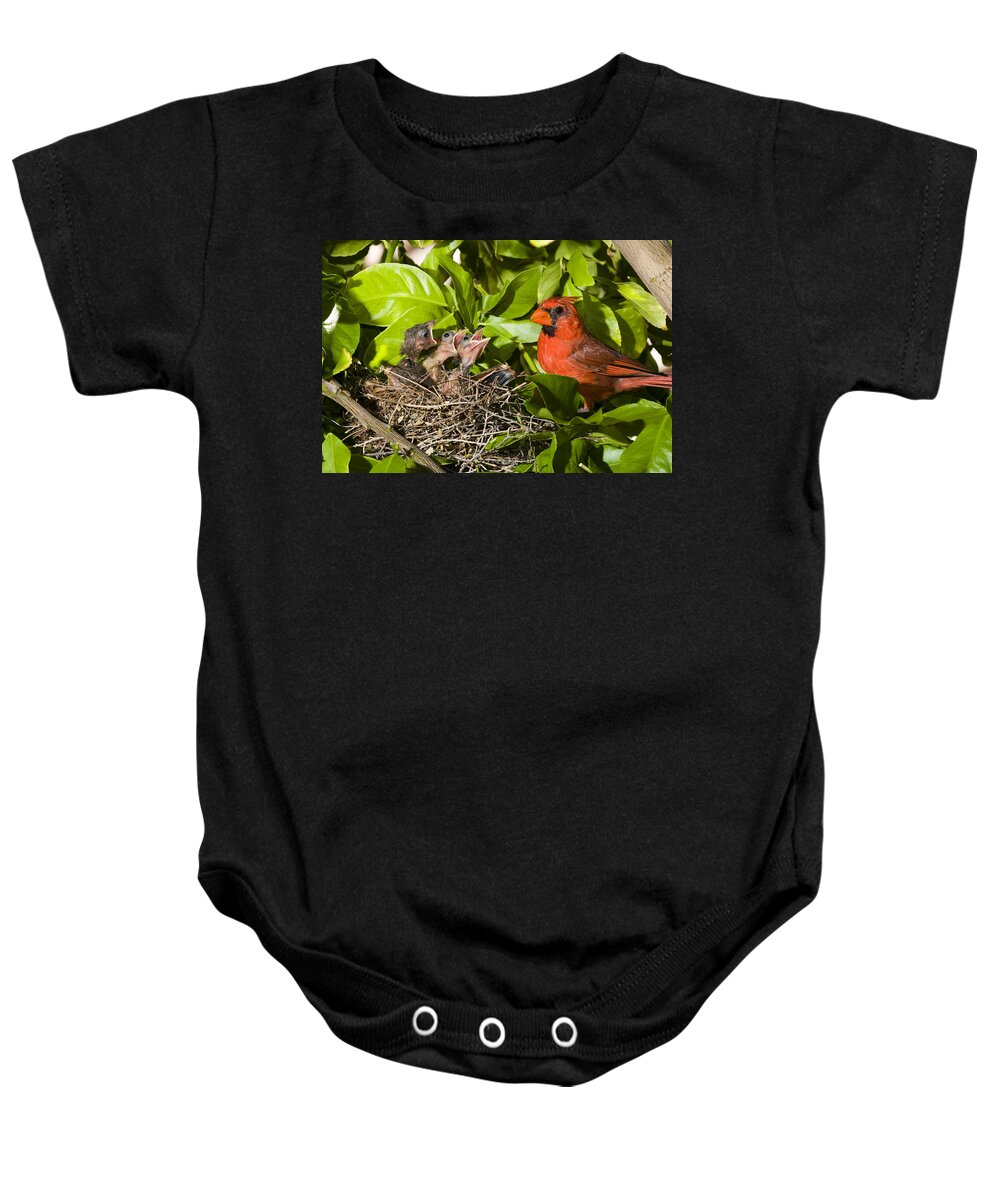 Feb0514 Baby Onesie featuring the photograph Northern Cardinal Father And Chicks by Tom Vezo