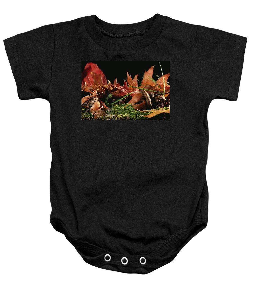Feb0514 Baby Onesie featuring the photograph Northern Red Oak Tree With Acorns by Mark Moffett