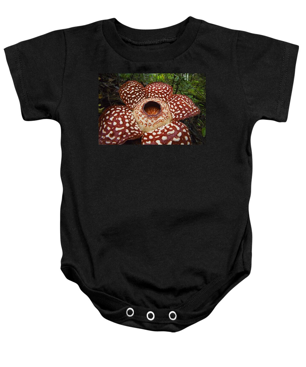 Feb0514 Baby Onesie featuring the photograph Rafflesia Sabah Borneo by Christian Ziegler