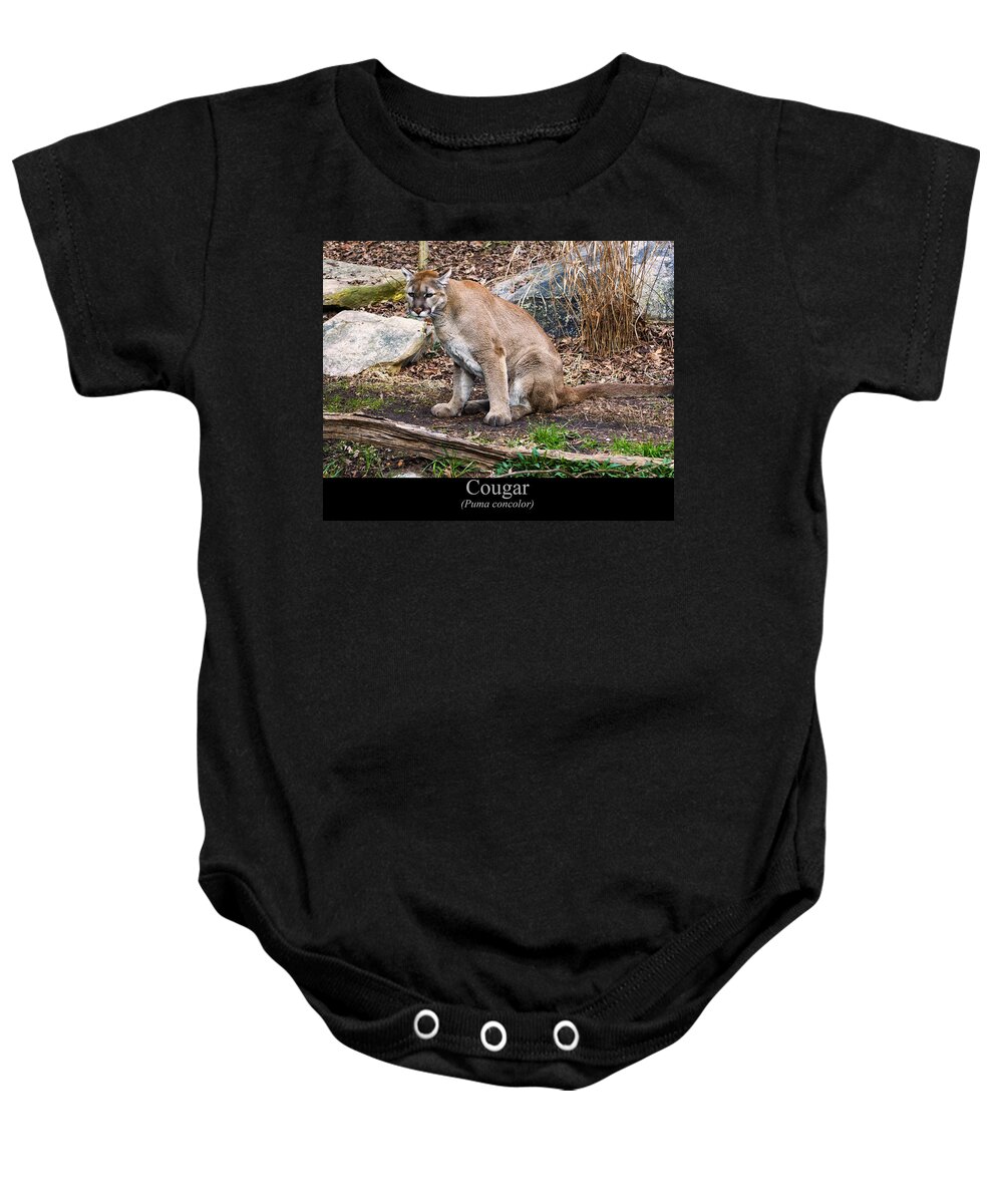 Class Room Posters Baby Onesie featuring the digital art sitting Cougar by Flees Photos