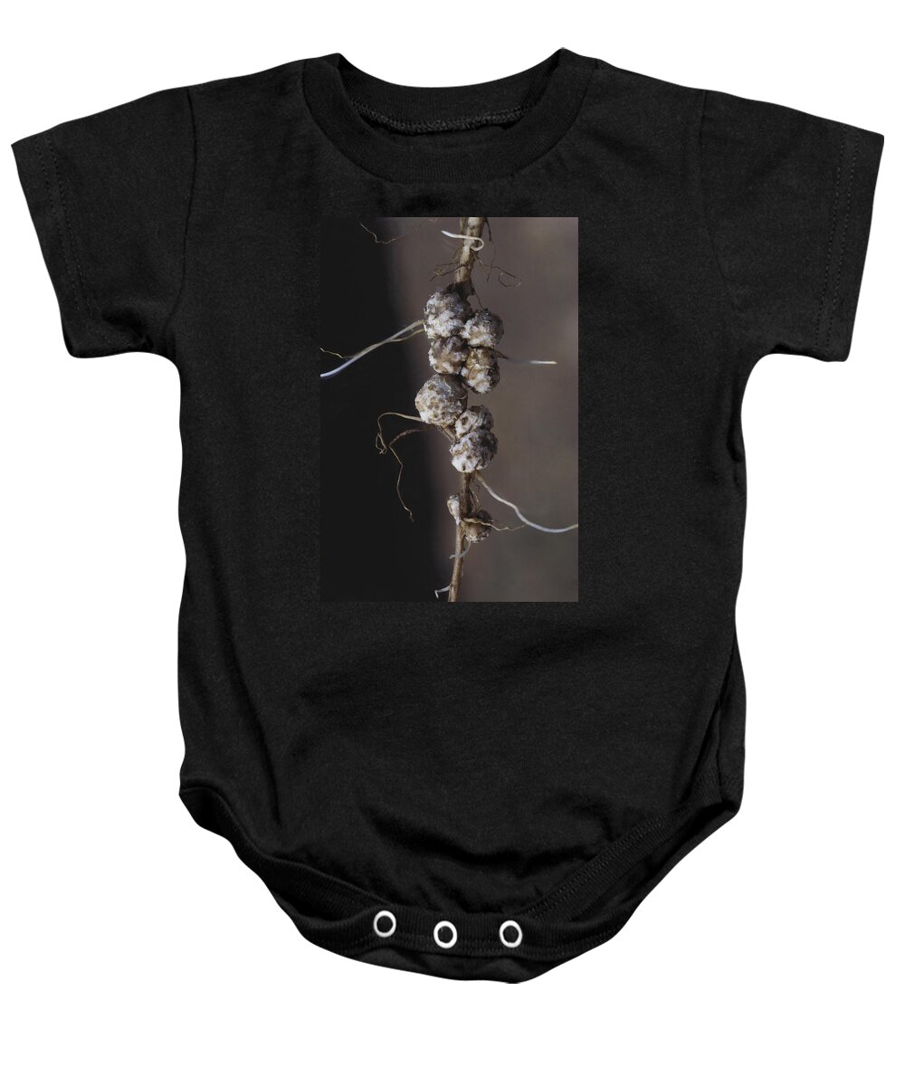 Bacterial Nodules Baby Onesie featuring the photograph Soybean Root Nodules by Dan Guravich