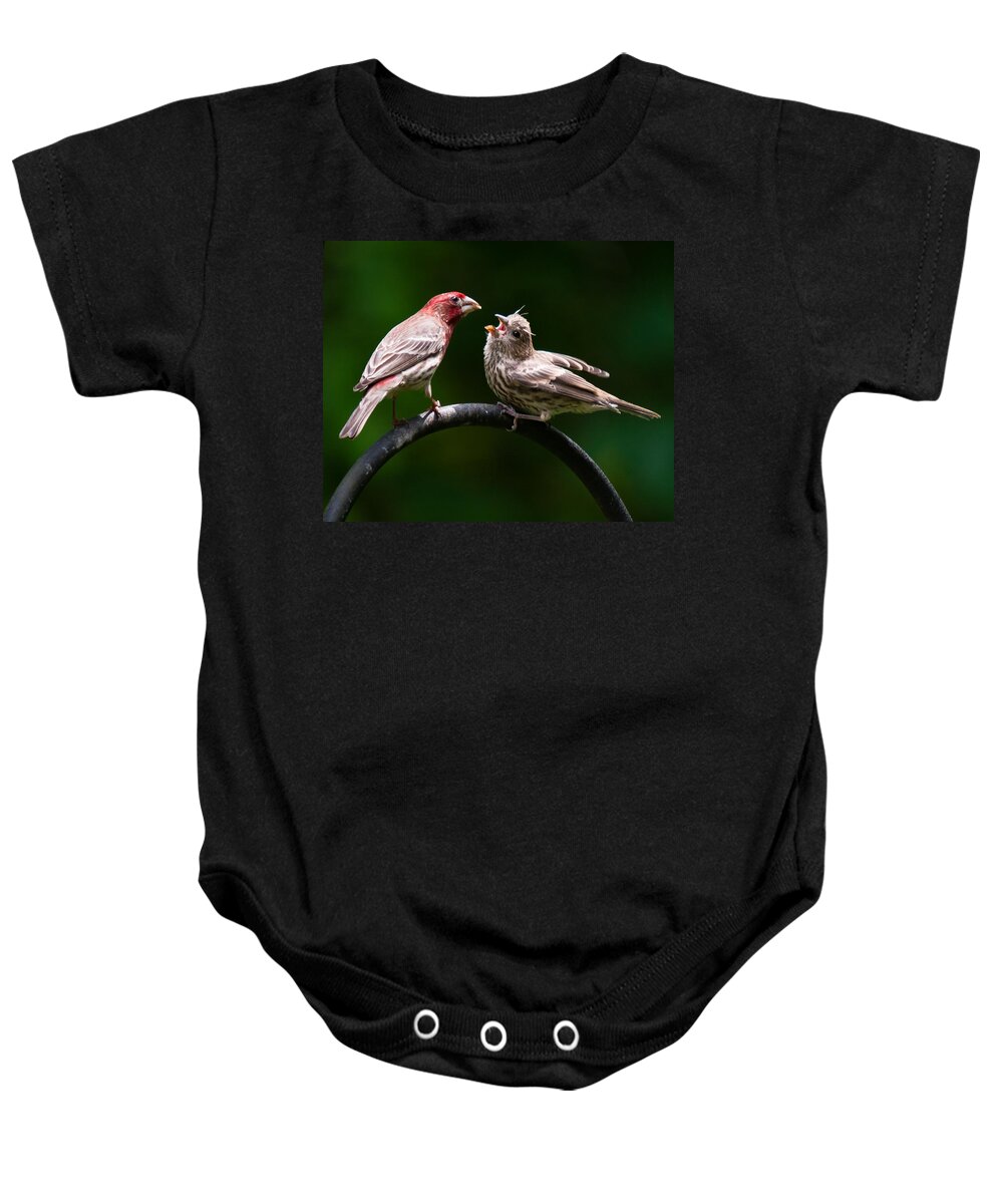 Purple Finch Baby Onesie featuring the photograph Stop playing dad. give it to me by Robert L Jackson