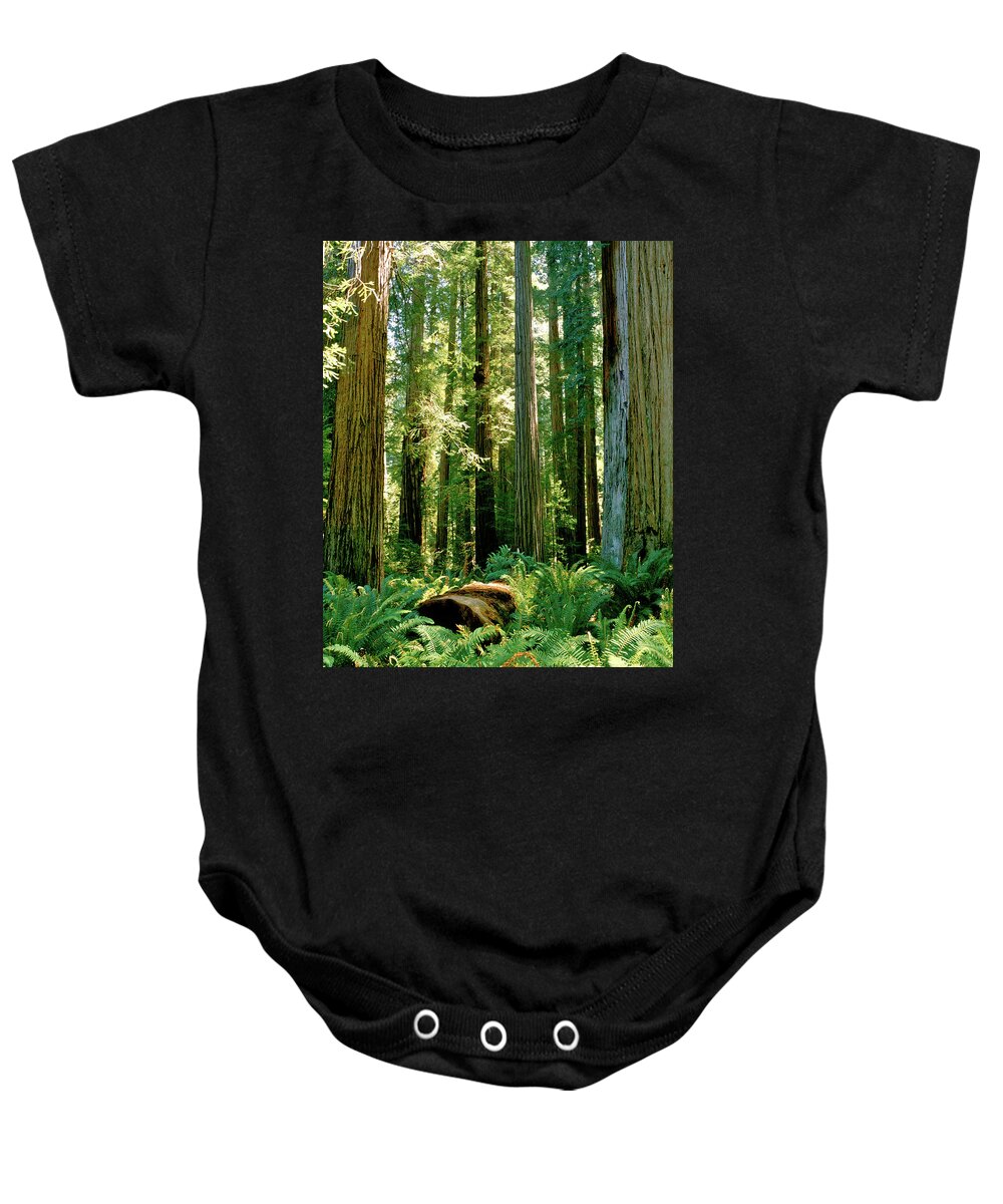 Stout Grove Baby Onesie featuring the photograph Stout Grove Coastal Redwoods by Ed Riche