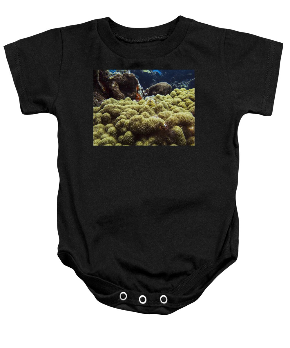 Caribbean Baby Onesie featuring the photograph Tiny Coral by Matt Swinden