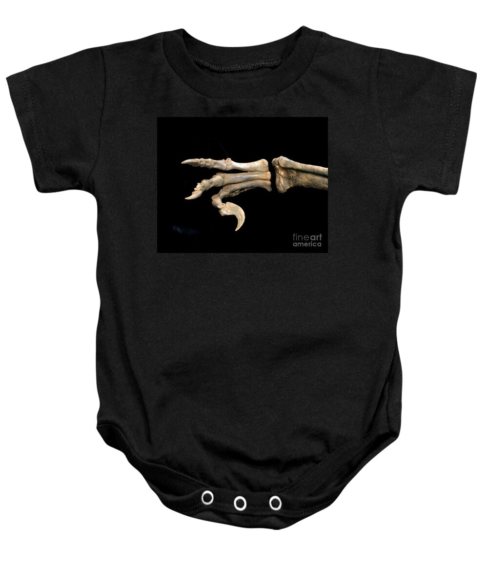 Fossil Baby Onesie featuring the photograph Utahraptor Foot Fossil by Francois Gohier