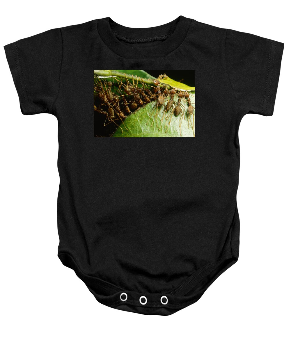 00127830 Baby Onesie featuring the photograph Weaver Ant Group Binding Leaves by Mark Moffett