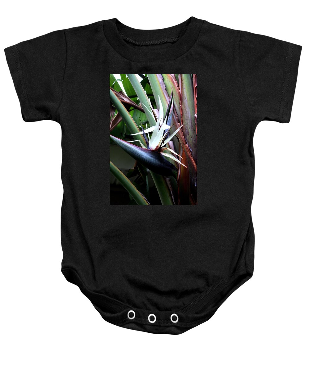 Tropical Baby Onesie featuring the photograph White Bird of Paradise by Donna Walsh