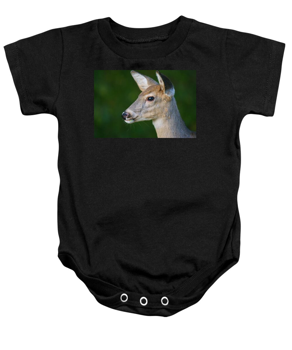 Deer Baby Onesie featuring the photograph Whitetail Deer by Alan Hutchins