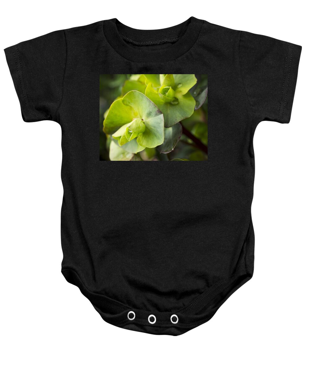 Euphorbia Baby Onesie featuring the photograph Euphorbia in Winter Green by Priya Ghose