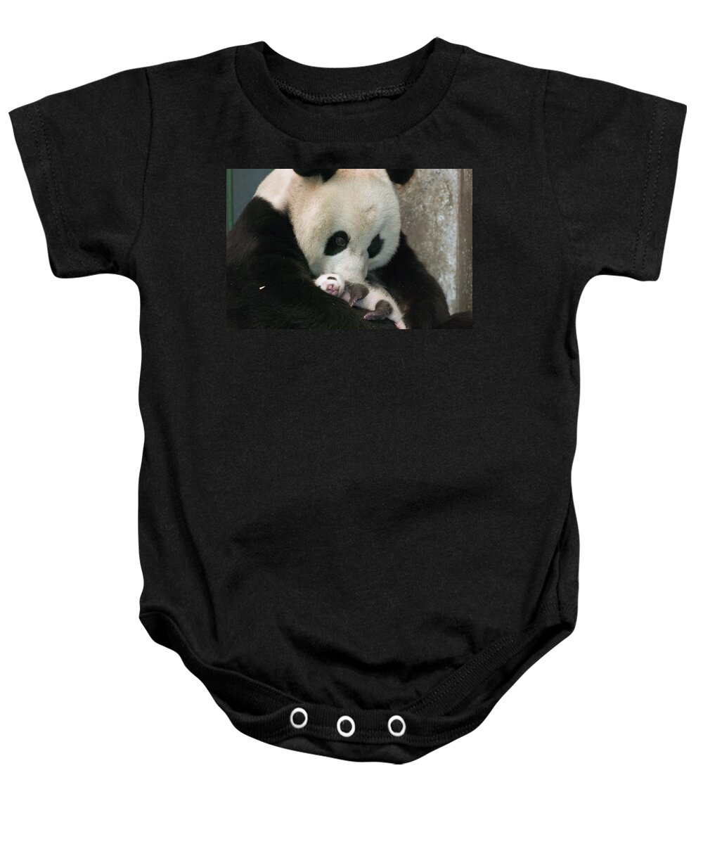 Mp Baby Onesie featuring the photograph Giant Panda Ailuropoda Melanoleuca #3 by Katherine Feng