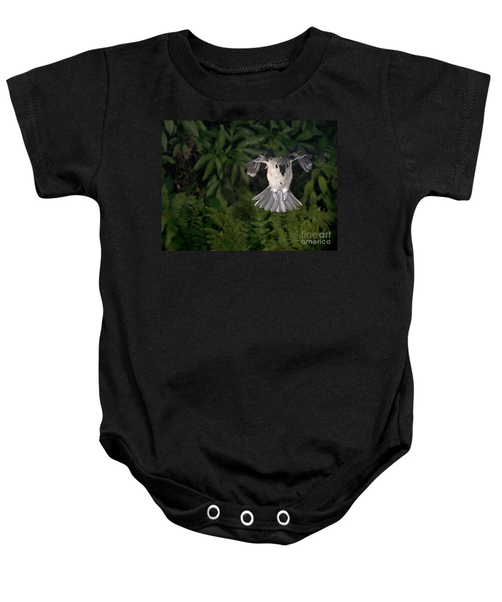 Songbirds Baby Onesie featuring the photograph Tufted Titmouse In Flight #6 by Ted Kinsman
