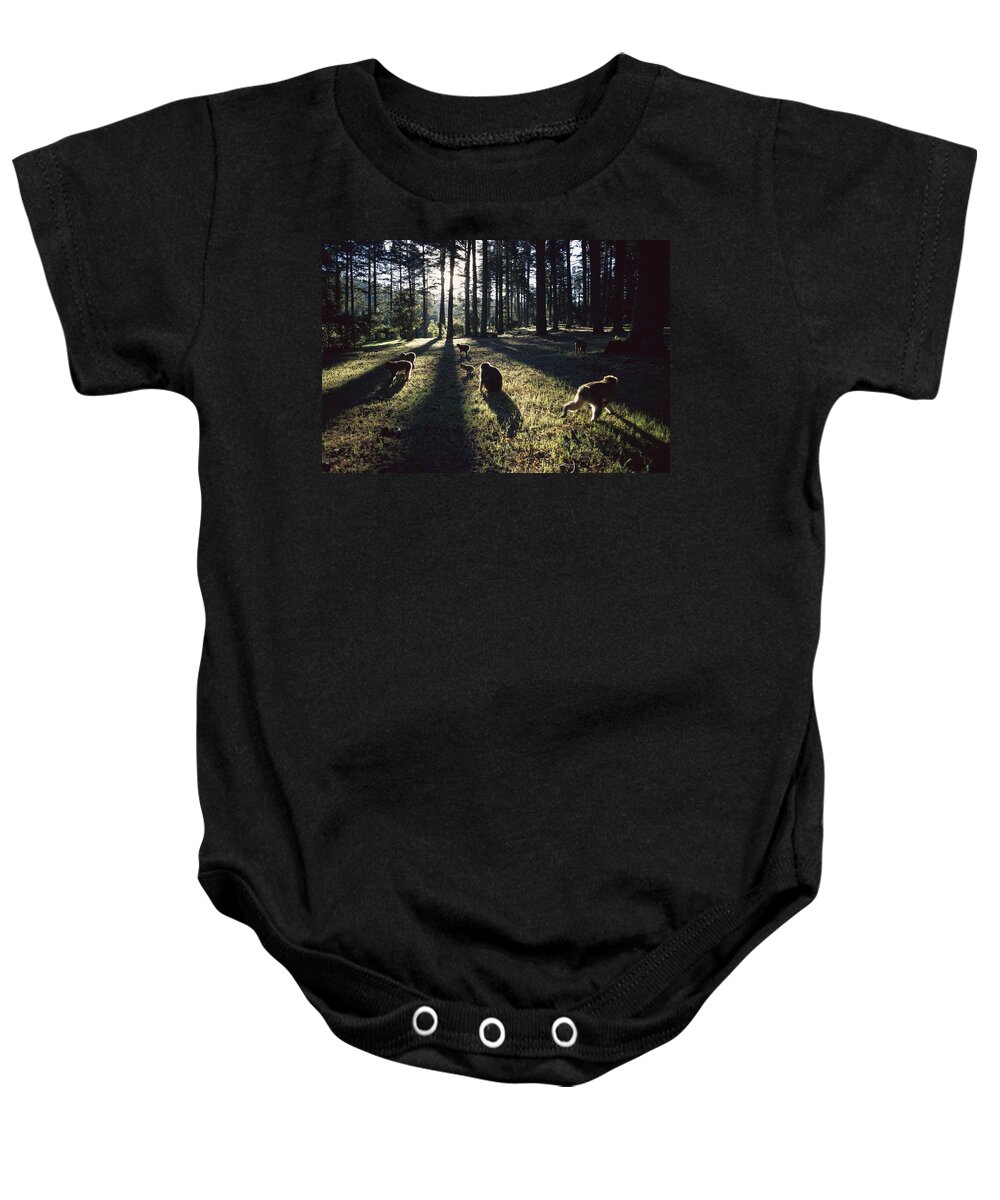 00620130 Baby Onesie featuring the photograph Barbary Macaque Troop Morocco by Cyril Ruoso