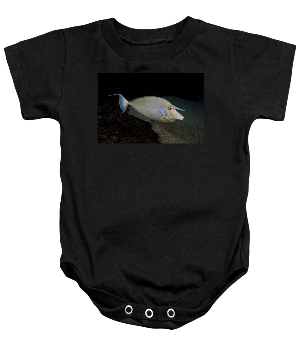 Background Baby Onesie featuring the photograph Bluespine Unicornfish by Dave Fleetham