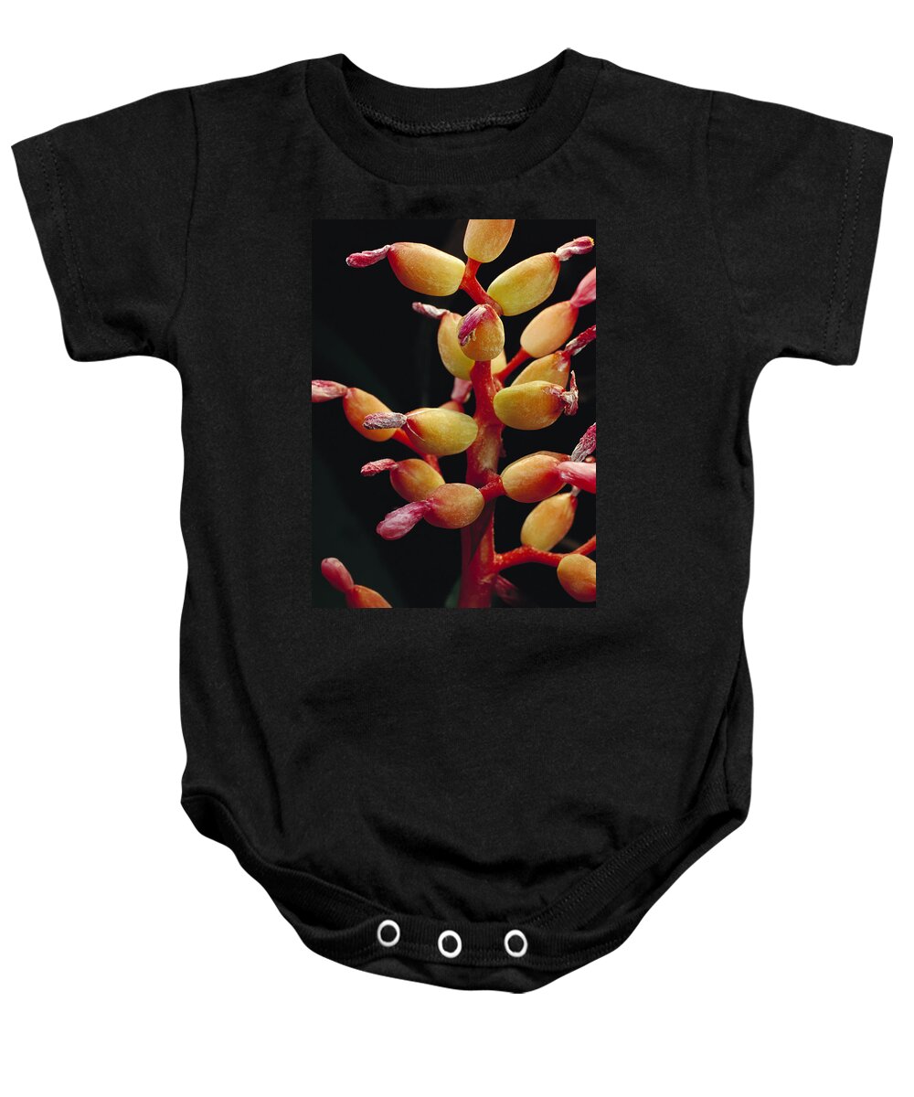 00750654 Baby Onesie featuring the photograph Bromeliad Detail Brazil by Mark Moffett