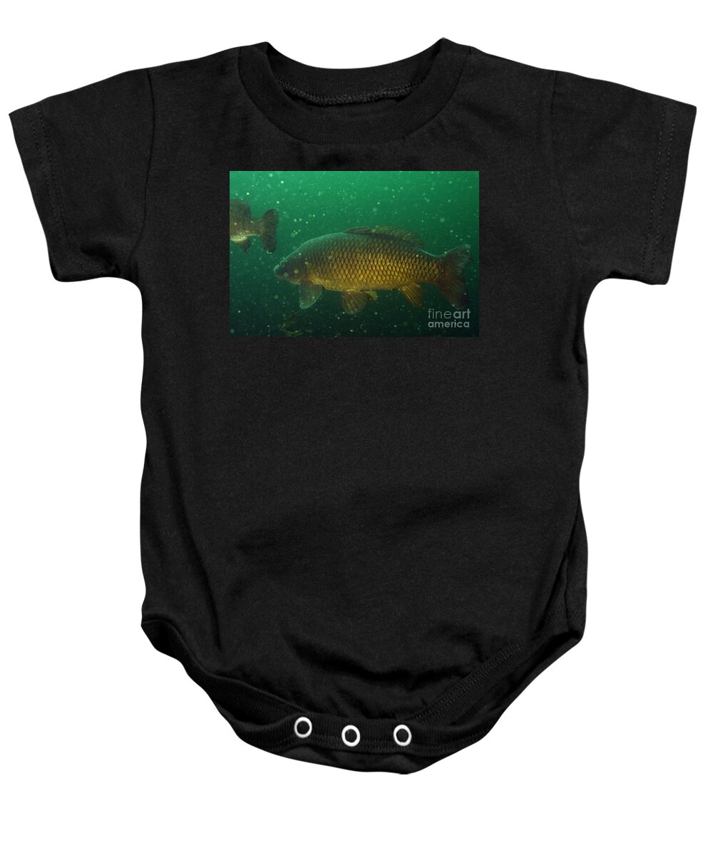 Fish Baby Onesie featuring the photograph Common Carp by Ted Kinsman