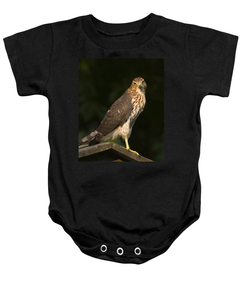 Hawk Baby Onesie featuring the photograph Coopers Hawk by Frank Winters