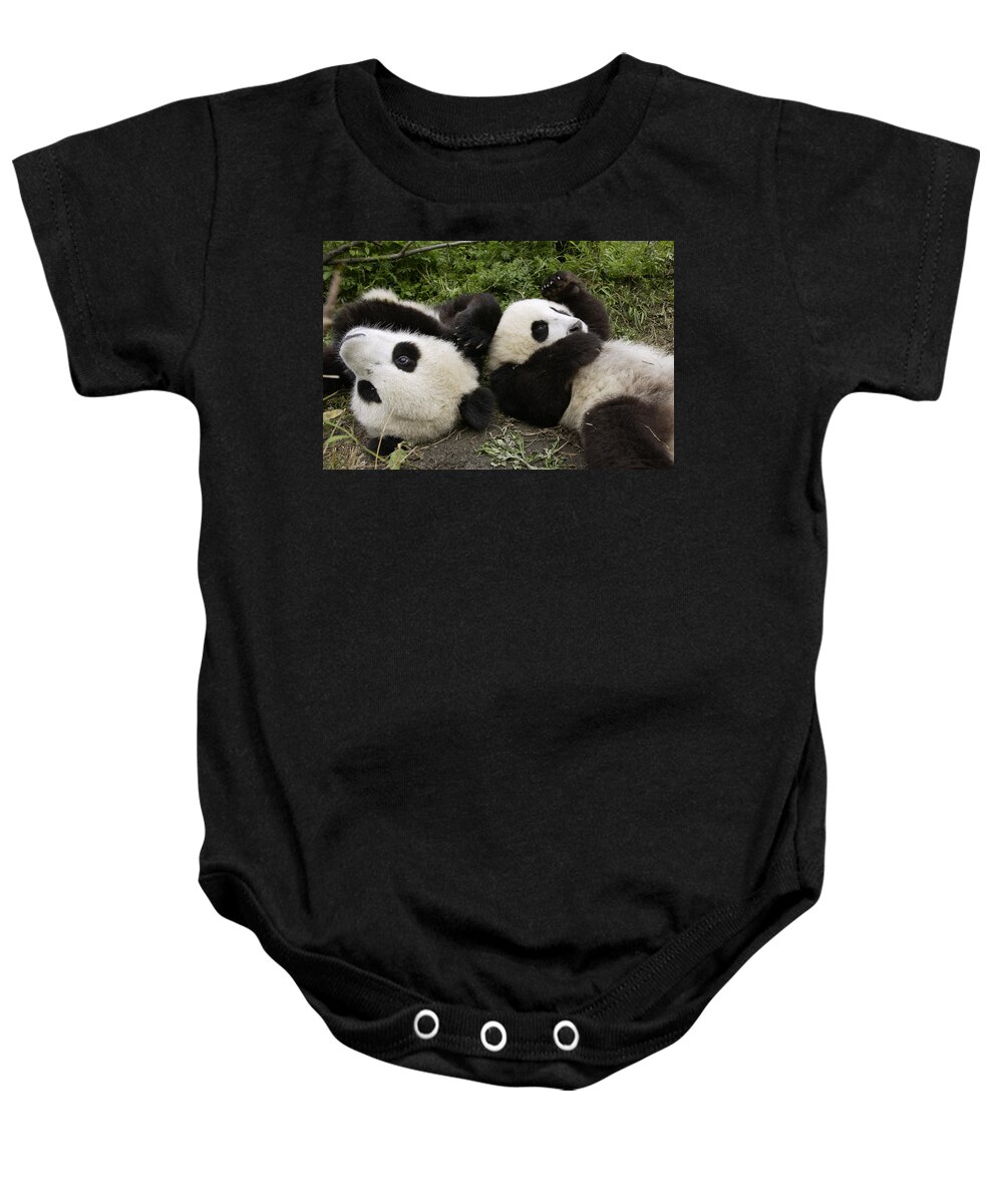 Mp Baby Onesie featuring the photograph Giant Panda Ailuropoda Melanoleuca Pair by Katherine Feng