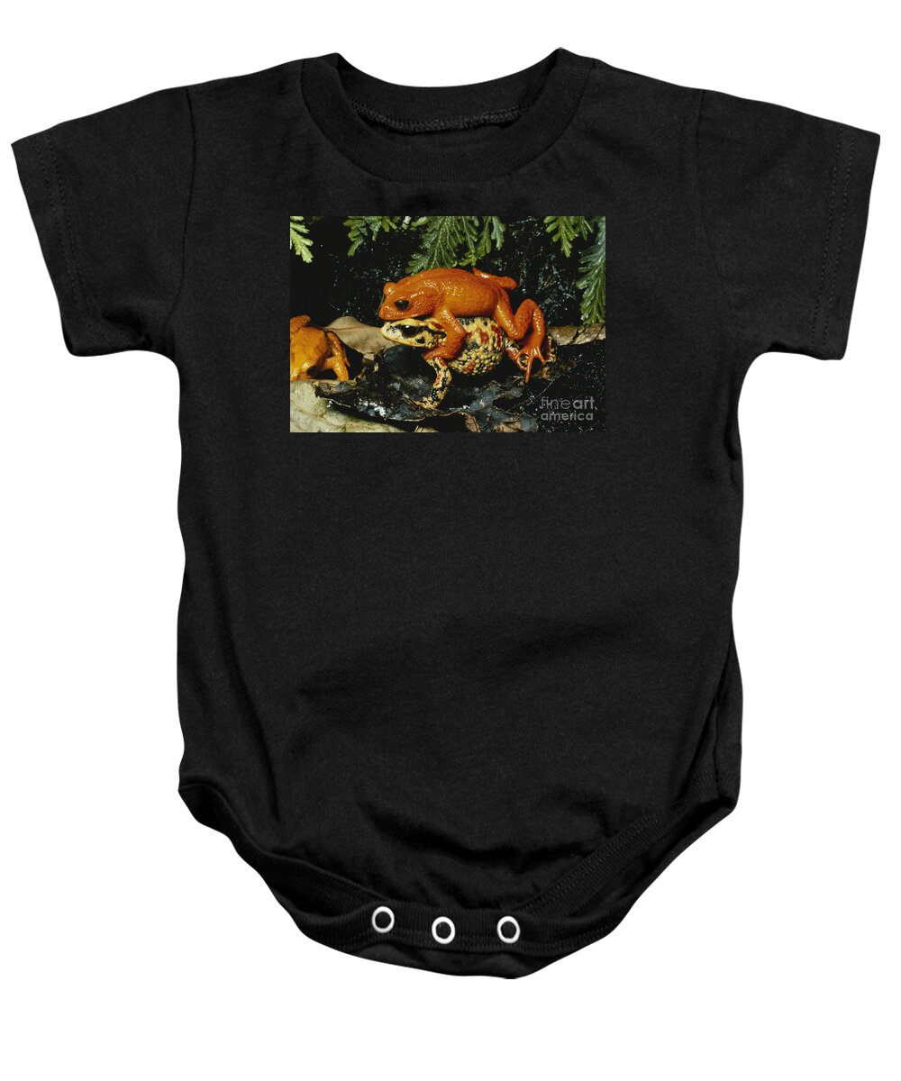 Golden Toad Baby Onesie featuring the photograph Golden Toads Mating by Gregory G Dimijian MD