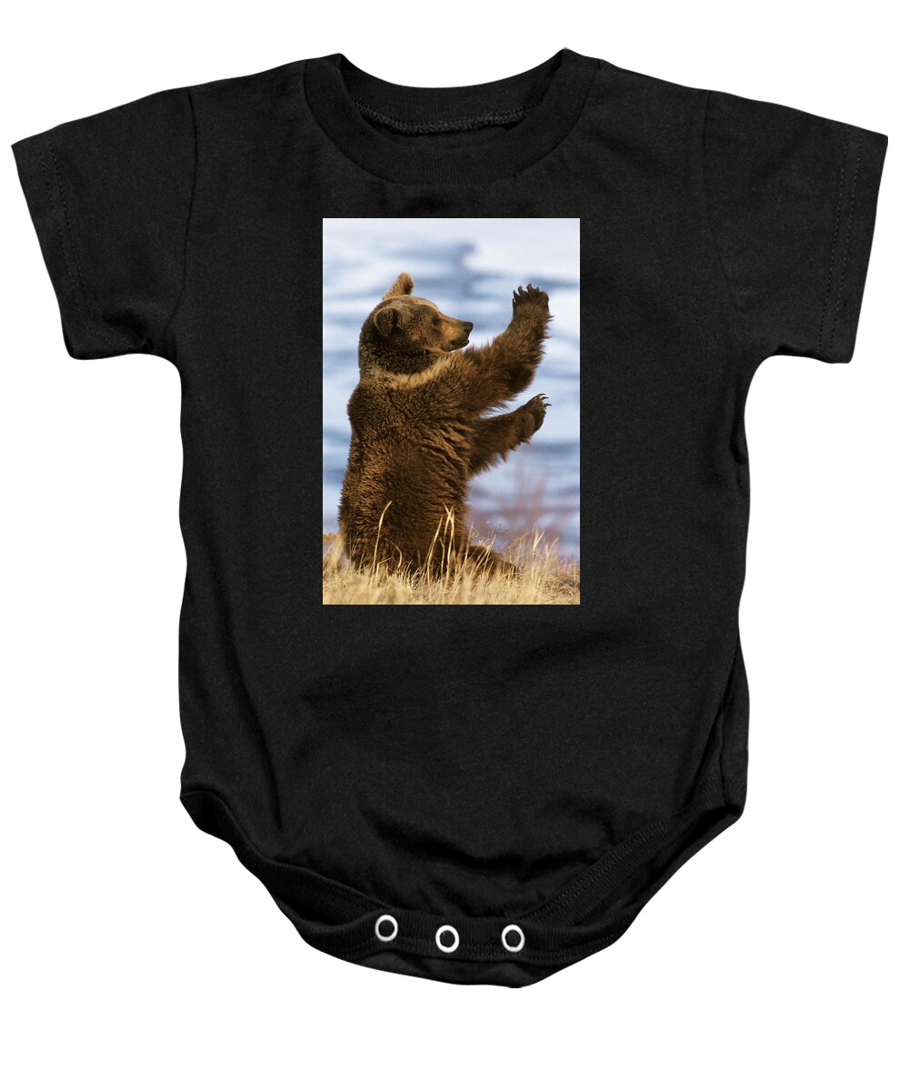 Mp Baby Onesie featuring the photograph Grizzly Bear Ursus Arctos Horribilis by Konrad Wothe