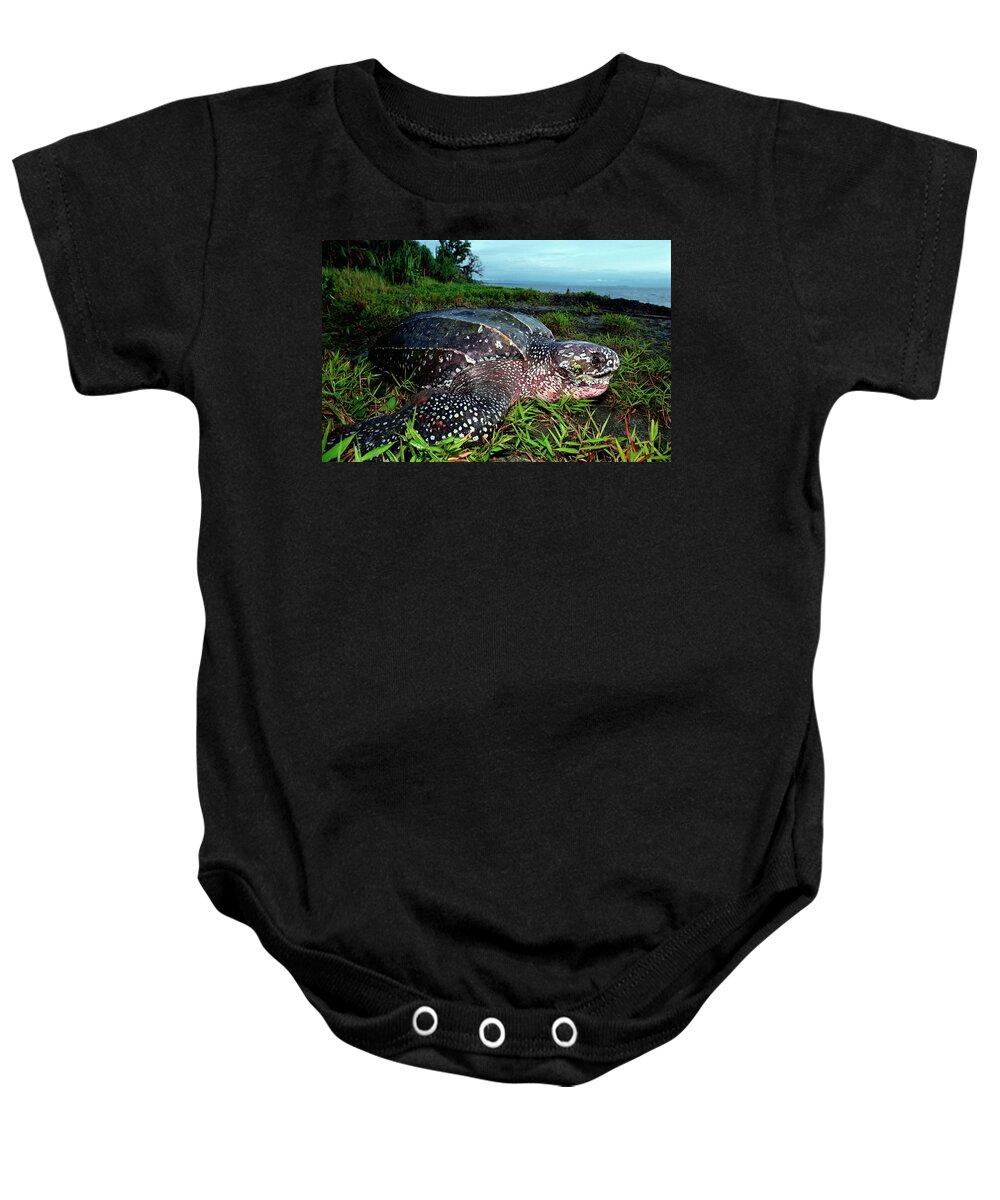 Mike Parry Baby Onesie featuring the photograph Leatherback Sea Turtle #1 by Mike Parry