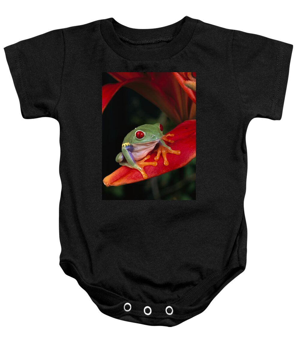 00640061 Baby Onesie featuring the photograph Red-eyed Tree Frog Agalychnis Callidryas by Michael Durham