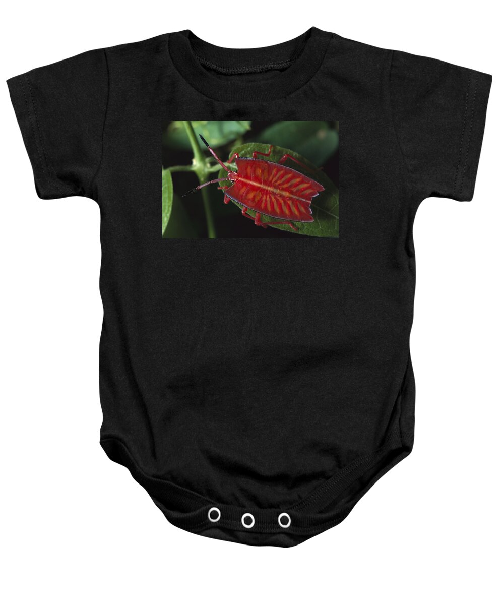 Mp Baby Onesie featuring the photograph Red Stink Bug Pycanum Rubeus, Northeast by Gerry Ellis