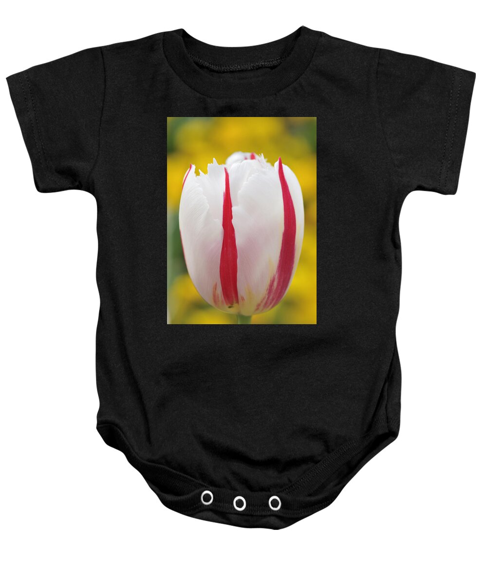 Tulip Baby Onesie featuring the photograph Tulip white and red by Matthias Hauser