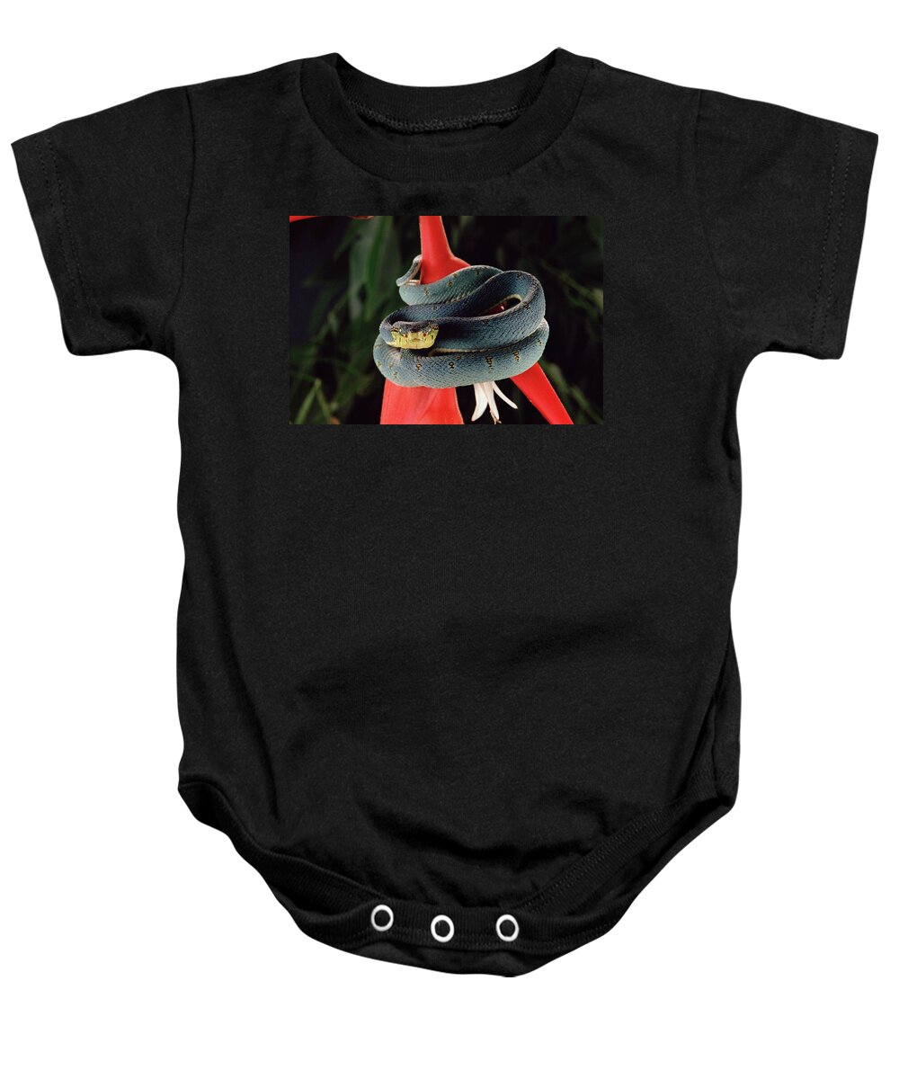 Mp Baby Onesie featuring the photograph Two-striped Forest Pit Viper Bothrops by Claus Meyer