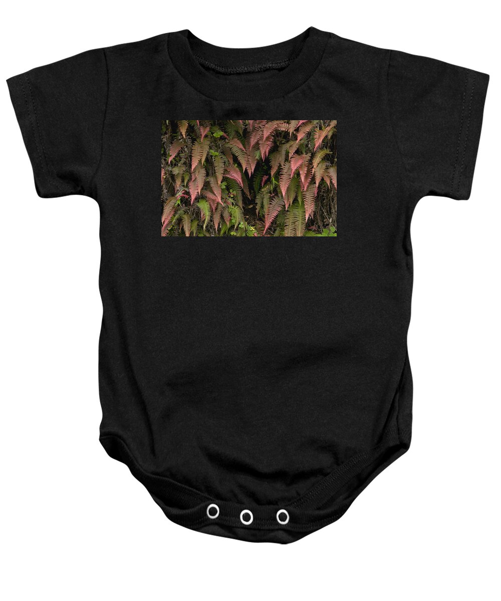 Mp Baby Onesie featuring the photograph Young Ferns In Temperate Forest, Ecuador by Murray Cooper