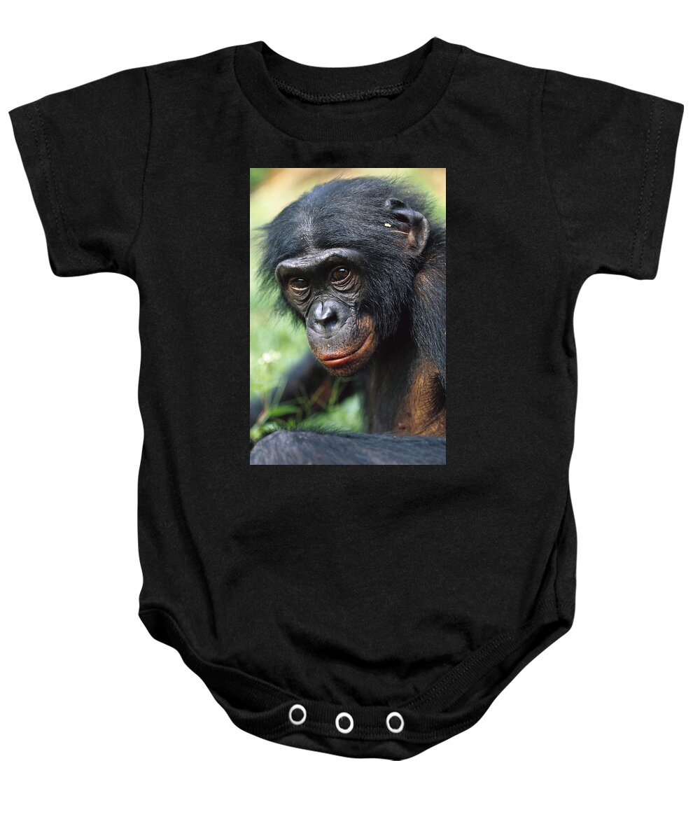 Mp Baby Onesie featuring the photograph Bonobo Pan Paniscus Portrait #2 by Cyril Ruoso