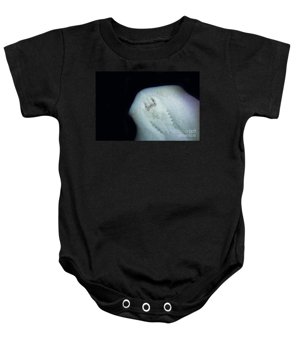 Adult Baby Onesie featuring the photograph Stingray Urolophus Jamaicensis #1 by Gerard Lacz