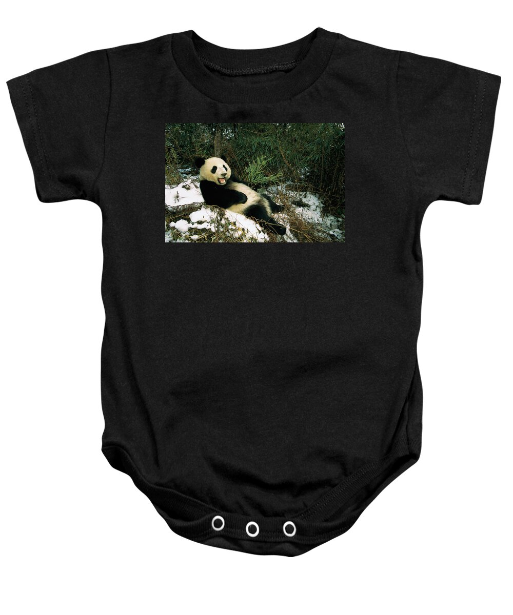 Mp Baby Onesie featuring the photograph Giant Panda Ailuropoda Melanoleuca #3 by Pete Oxford