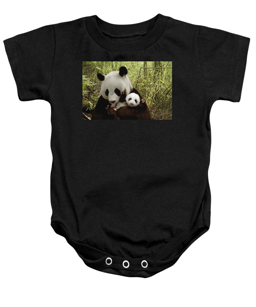 Mp Baby Onesie featuring the photograph Giant Panda Ailuropoda Melanoleuca #9 by Katherine Feng