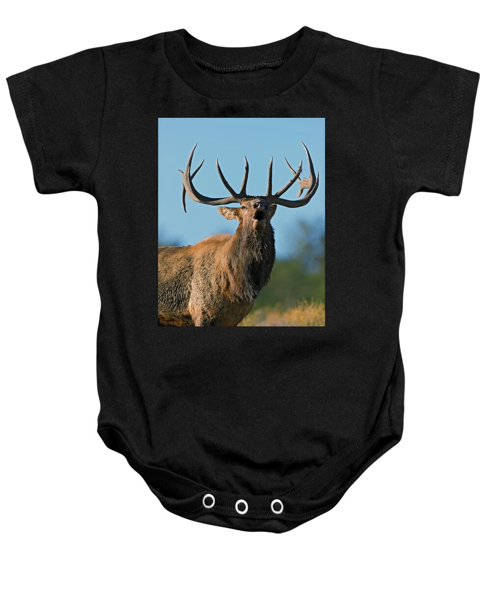 Bull Elk Baby Onesie featuring the photograph A Bull Elk bugling in the Rocky Mountains by Gary Langley