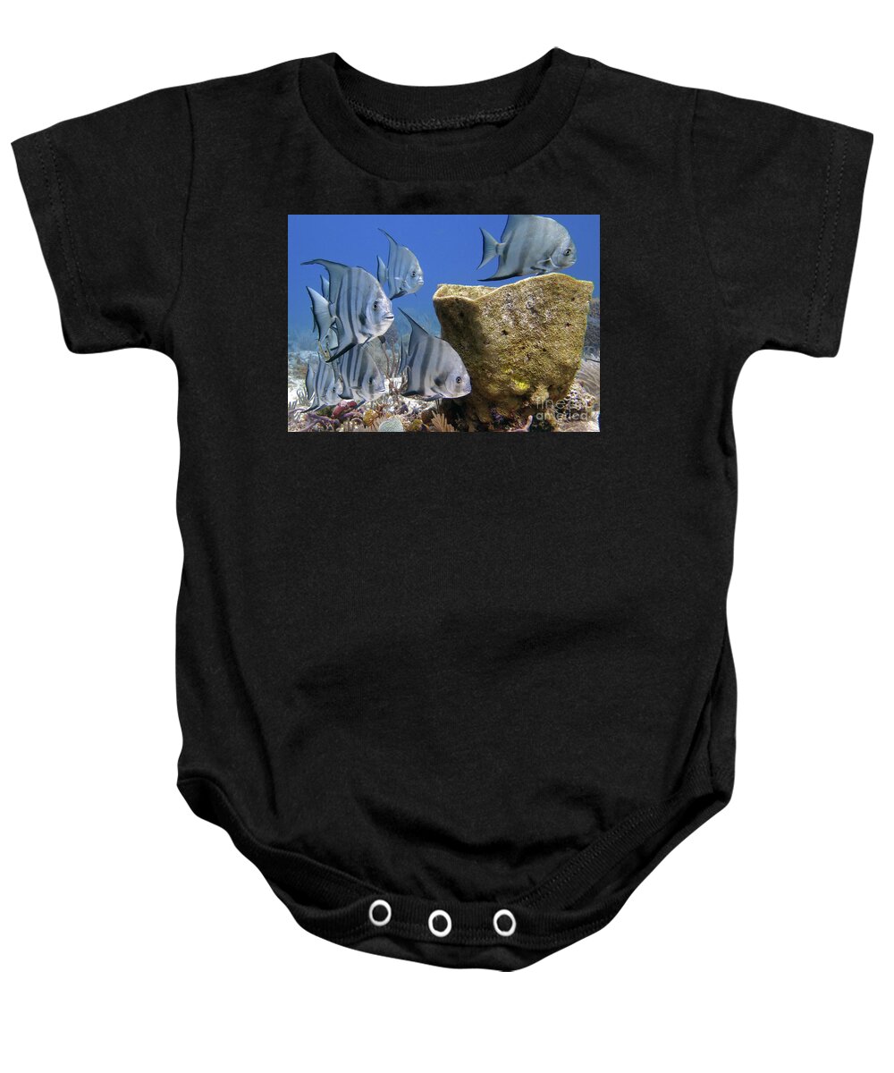 Underwater Baby Onesie featuring the photograph Atlantic Spadefish with Sponge by Daryl Duda
