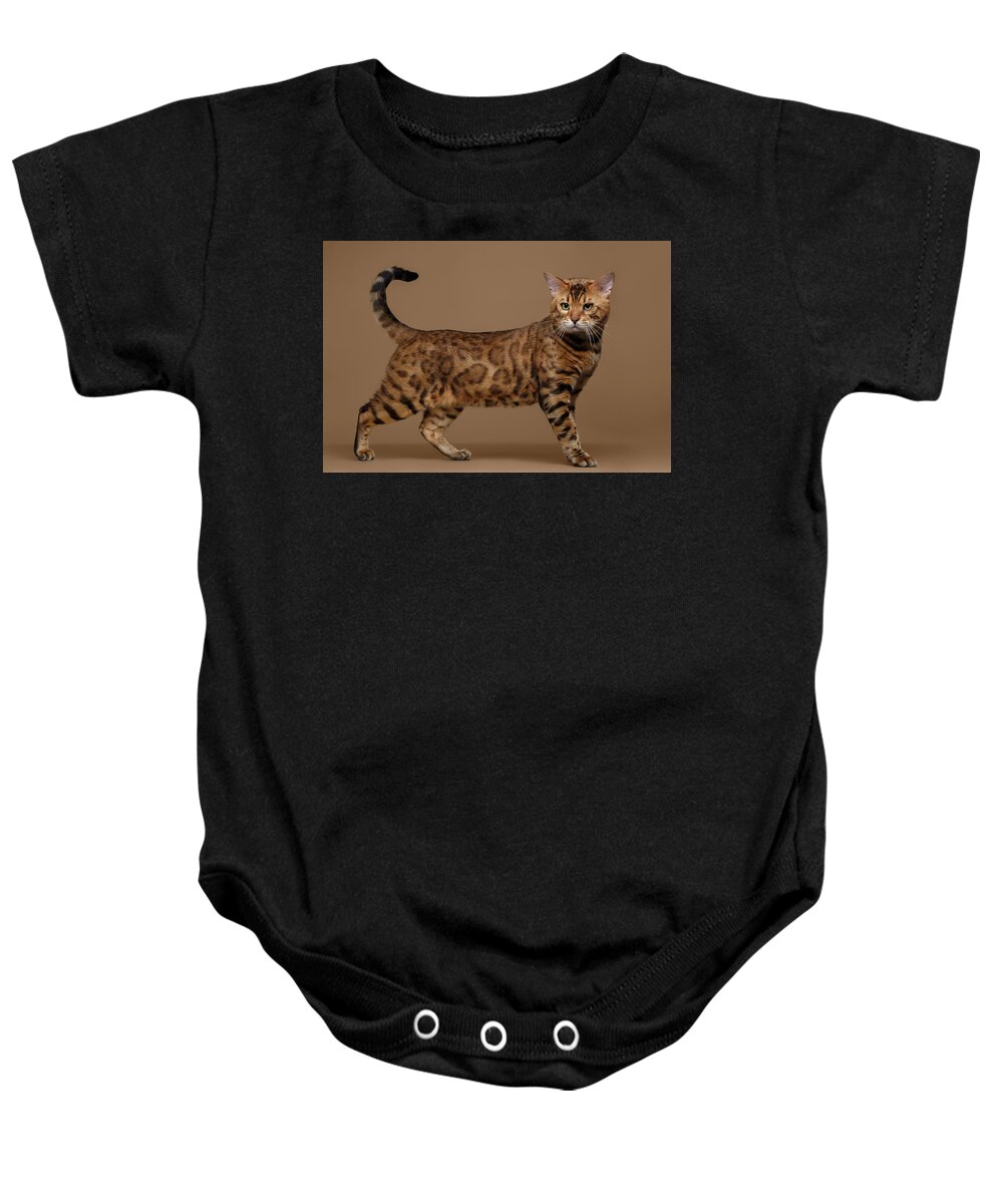 Cat Baby Onesie featuring the photograph Beautiful Bengal Cat Stands on Brown background by Sergey Taran