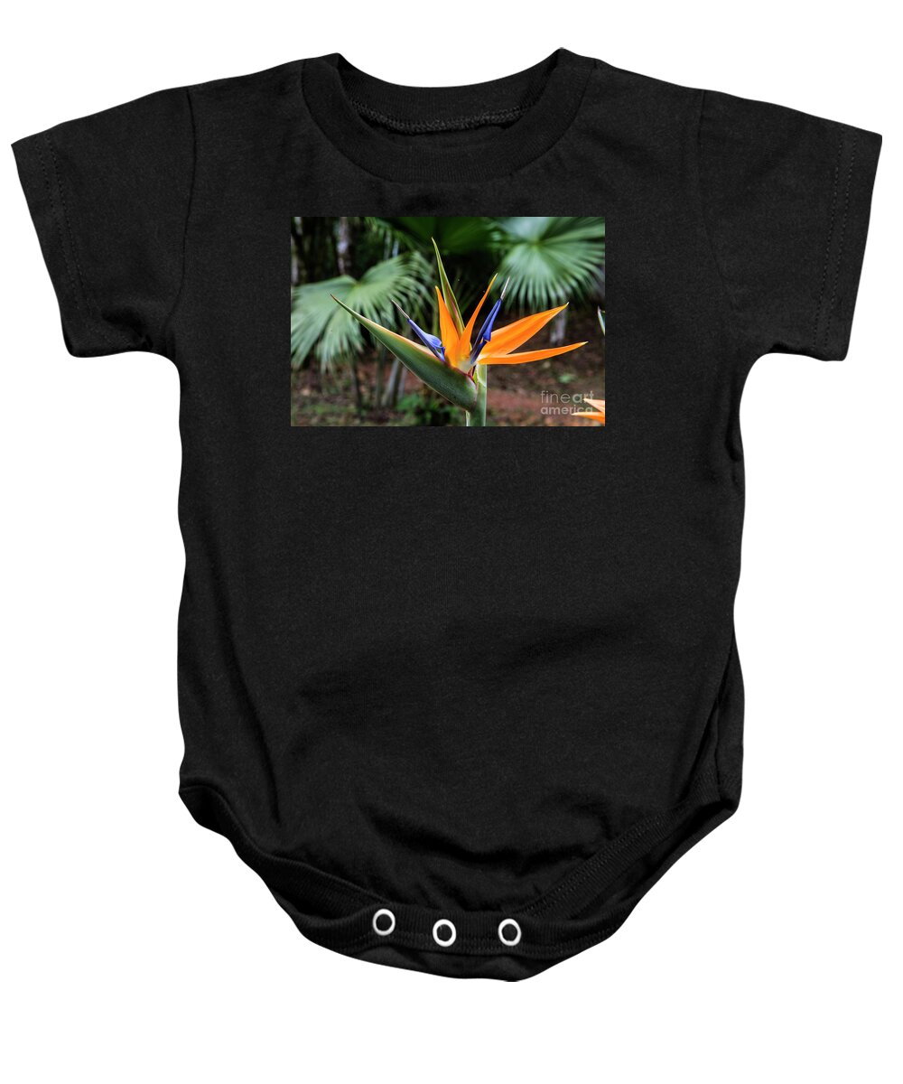 Ecuador Baby Onesie featuring the photograph Bird of Paraadise by Kathy McClure