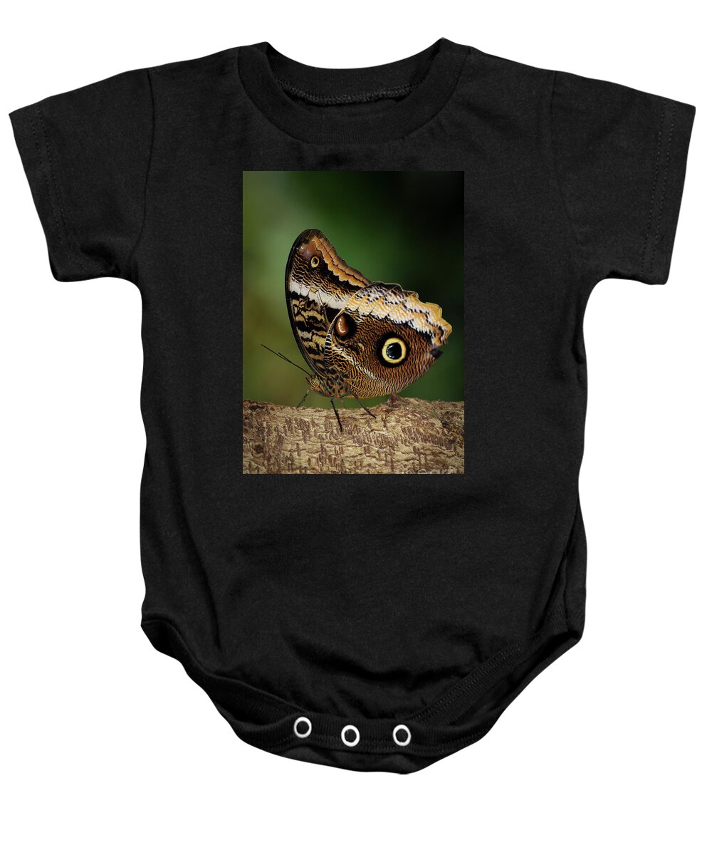 Reid Callaway Blue Morphs Butterfly Baby Onesie featuring the photograph Blue Morpho Butterfly Cecil B Day Butterfly Center Art by Reid Callaway